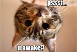 cat wake u up